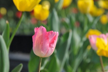 DSC_0359.JPG