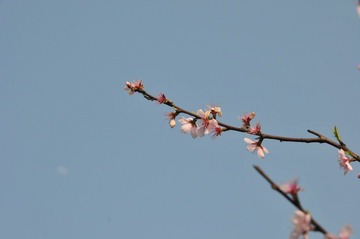 DSC_0418.JPG