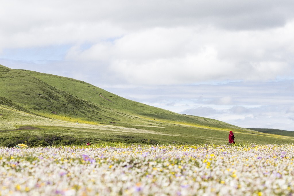 俄木塘的牧民告诉我们，每到六月，三万亩牧草中的鲜花会全部盛开。