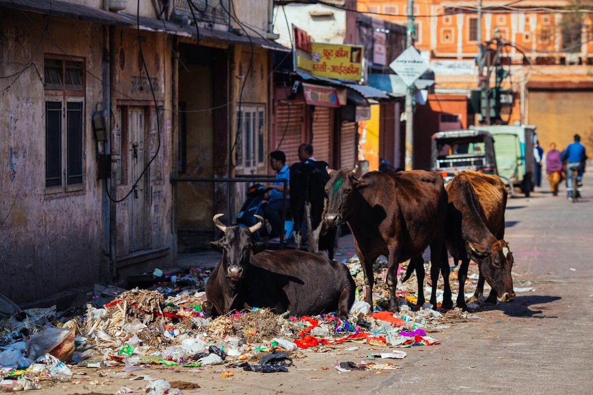 斋普尔的一条小路上，满地都是垃圾，这里的环卫工应该是把旅游区大街上的垃圾全部扫到了居民区来。