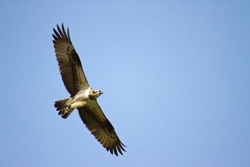 IMG_6257.jpg