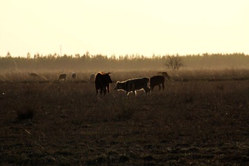 IMG_0423.jpg