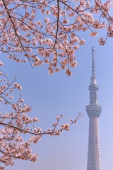 8500542D-612C-40E4-B74B-608E579EC936/L0/001
