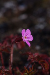 IMGP1478.JPG