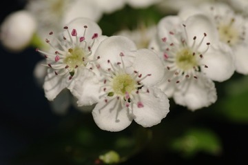 IMGP3834.JPG