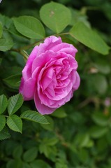 IMGP4116.JPG