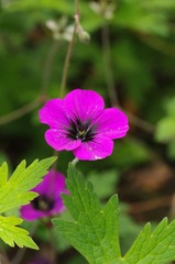 IMGP6884.JPG