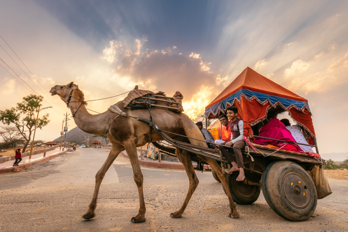 印度拉贾斯坦普什卡的骆驼车