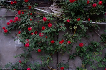 A7615FBB-C1D2-453F-A888-C4D507F55842/L0/001