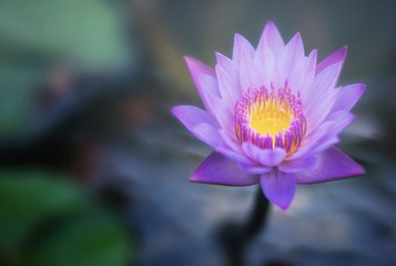 梦荷1.jpg