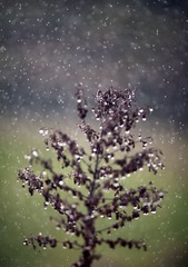 水下草.jpg