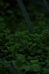 1DF91887-B11F-4633-832F-C192A0433587/L0/001