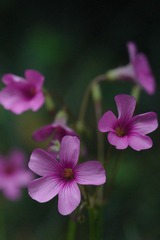 2D233294-4D32-4780-81FC-6F9F1AAB305F/L0/001
