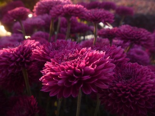 8AE60850-E30F-436C-B8C7-A383F5966A6F/L0/001