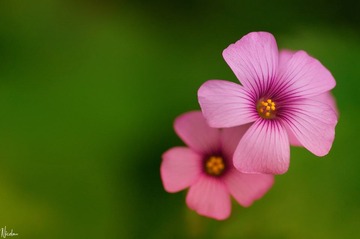 DSC_02461.jpg