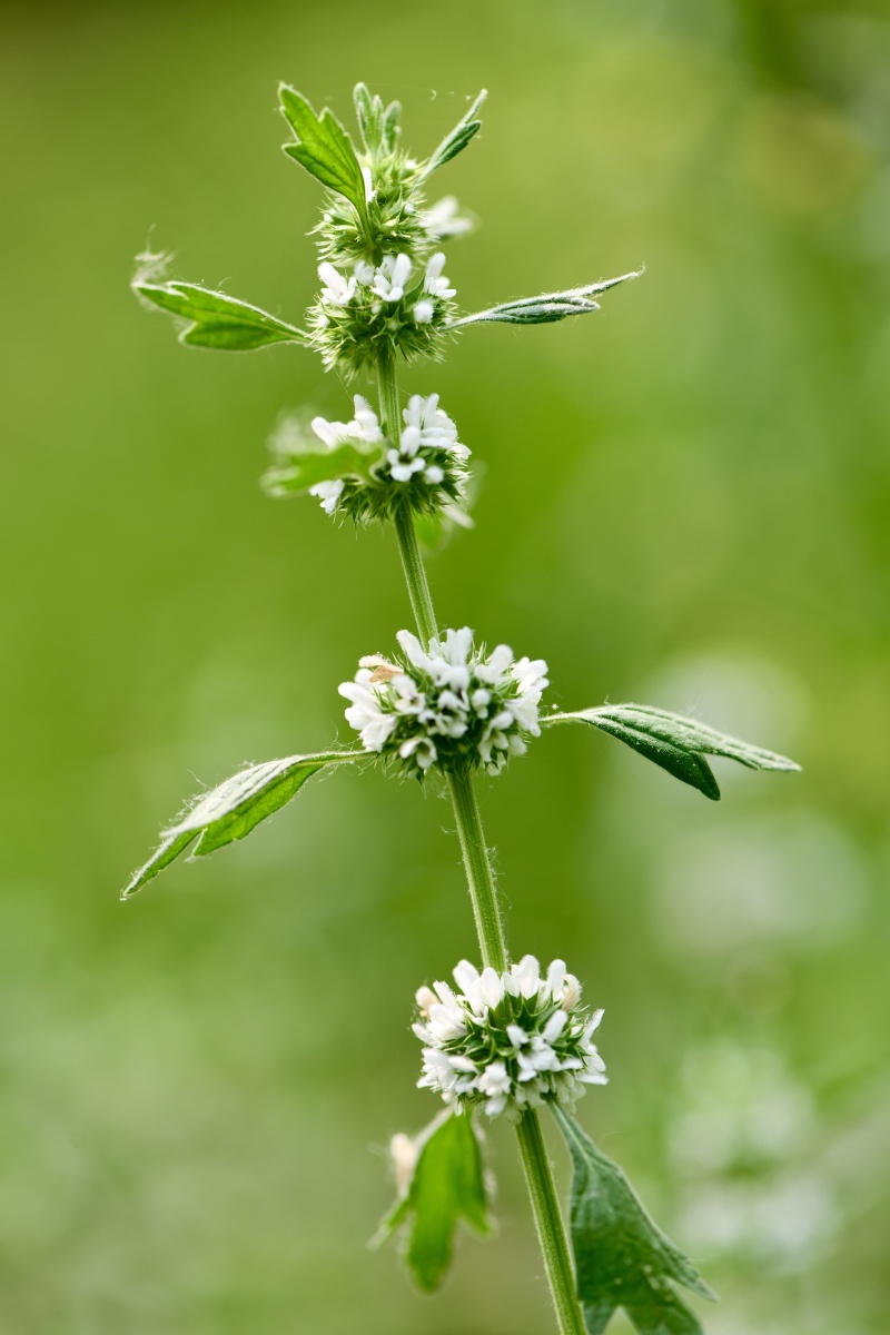 夏至草 - 谛观无别异 - 图虫