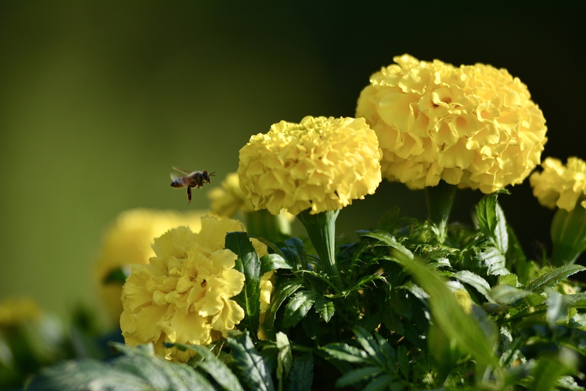 福寿菊 - 谛观无别异 - 图虫
