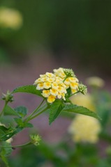 DSC_3321.jpg
