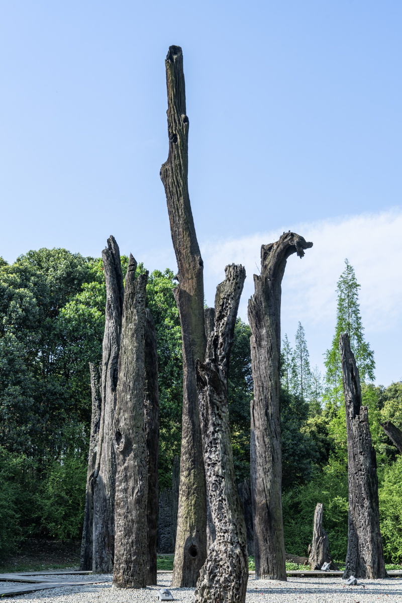 乌木林位于金沙遗址博物馆东南角,是金沙木的出土充分证明成都平原自