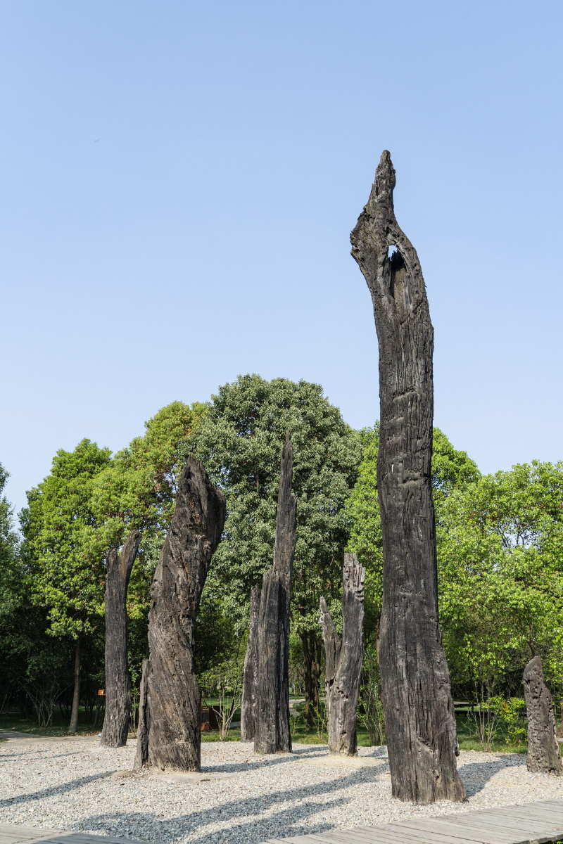 乌木林位于金沙遗址博物馆东南角,是金沙木的出土充分证明成都平原自