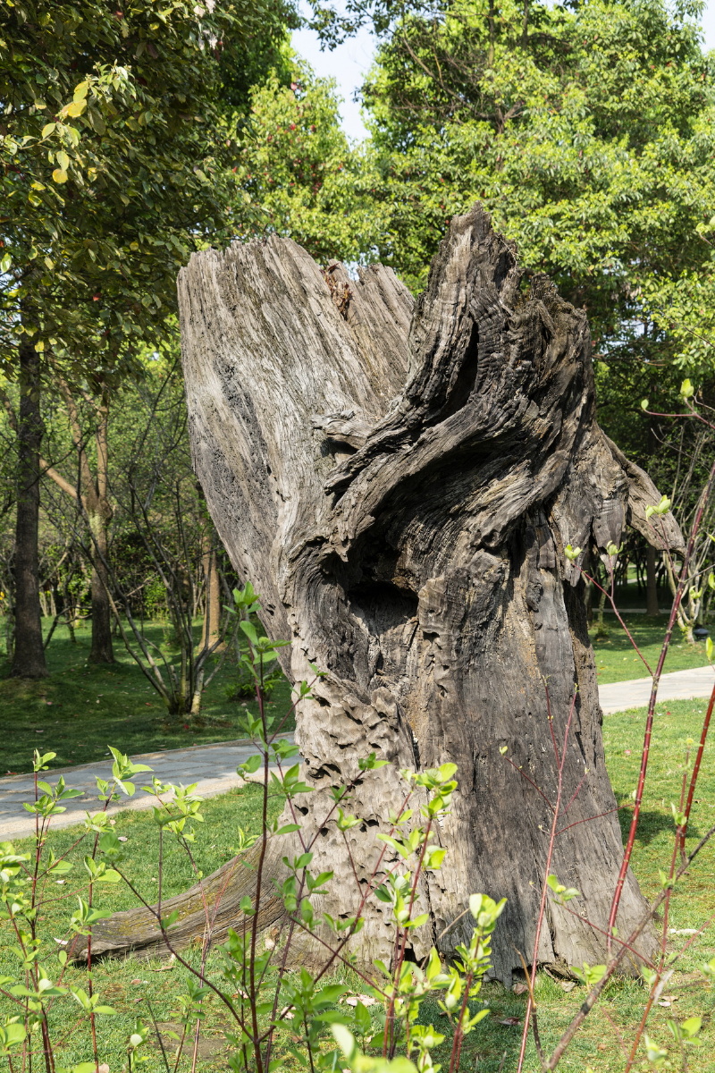 乌木林位于金沙遗址博物馆东南角,是金沙木的出土充分证明成都平原自