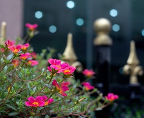 DSC02094-1