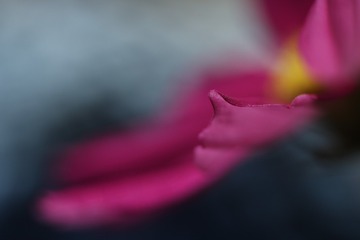 238529
