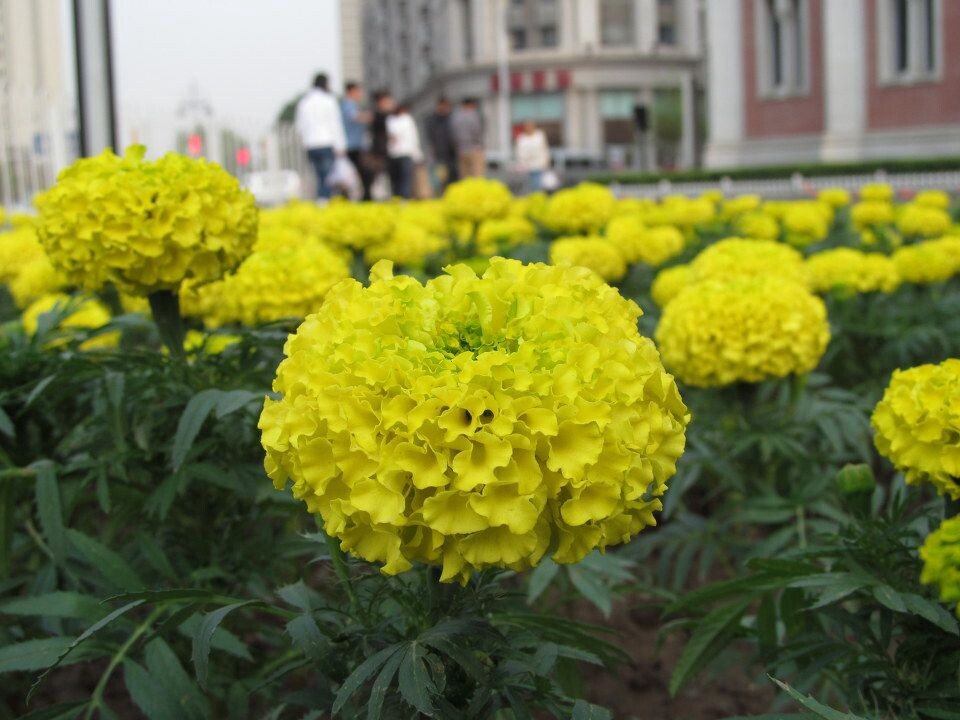 路边小花<br />
2012.4.29天津