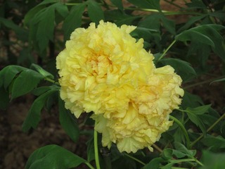 IMG_0260.JPG