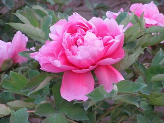 IMG_0099.JPG