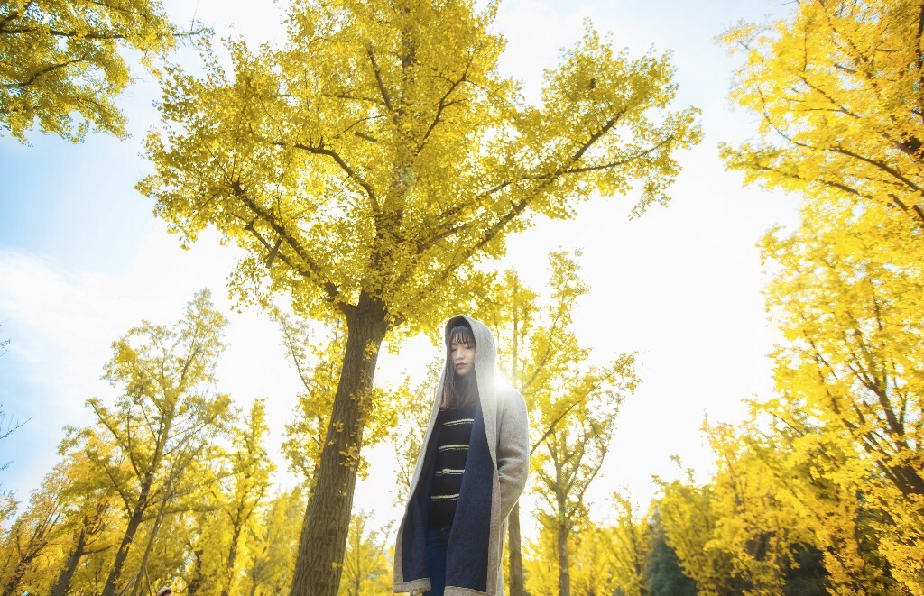 银杏季