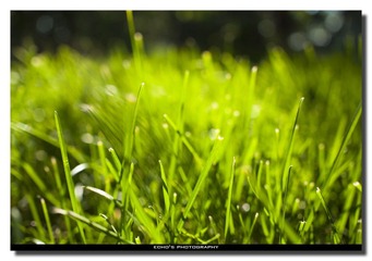 grass