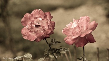 IMG_8791.jpg
