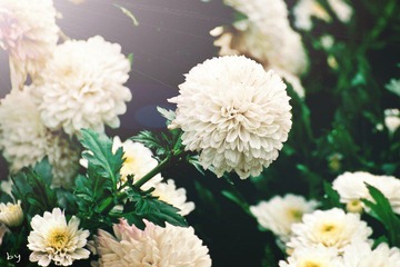 IMG_8685.jpg