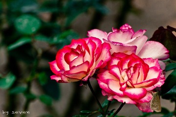 IMG_8774.jpg