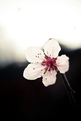 20130331-IMG_1009.jpg