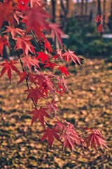 IMG_3882-编辑