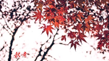 IMG_3898-编辑