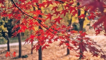 IMG_3909-编辑