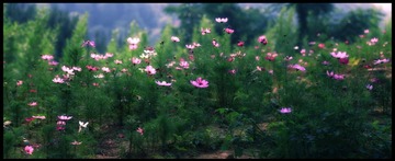 山花烂漫