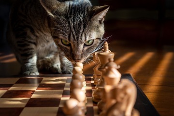 56583