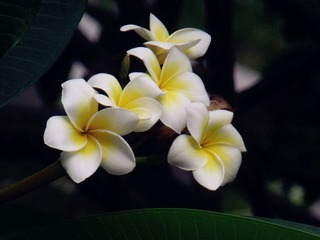 DSCF6787_.jpg