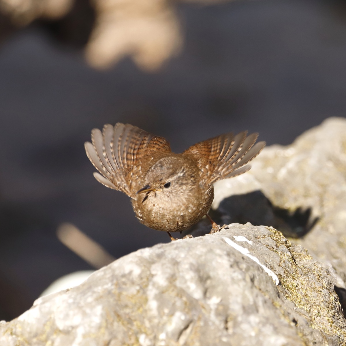 圆嘟嘟的鹪鹩总是喜欢翘尾巴