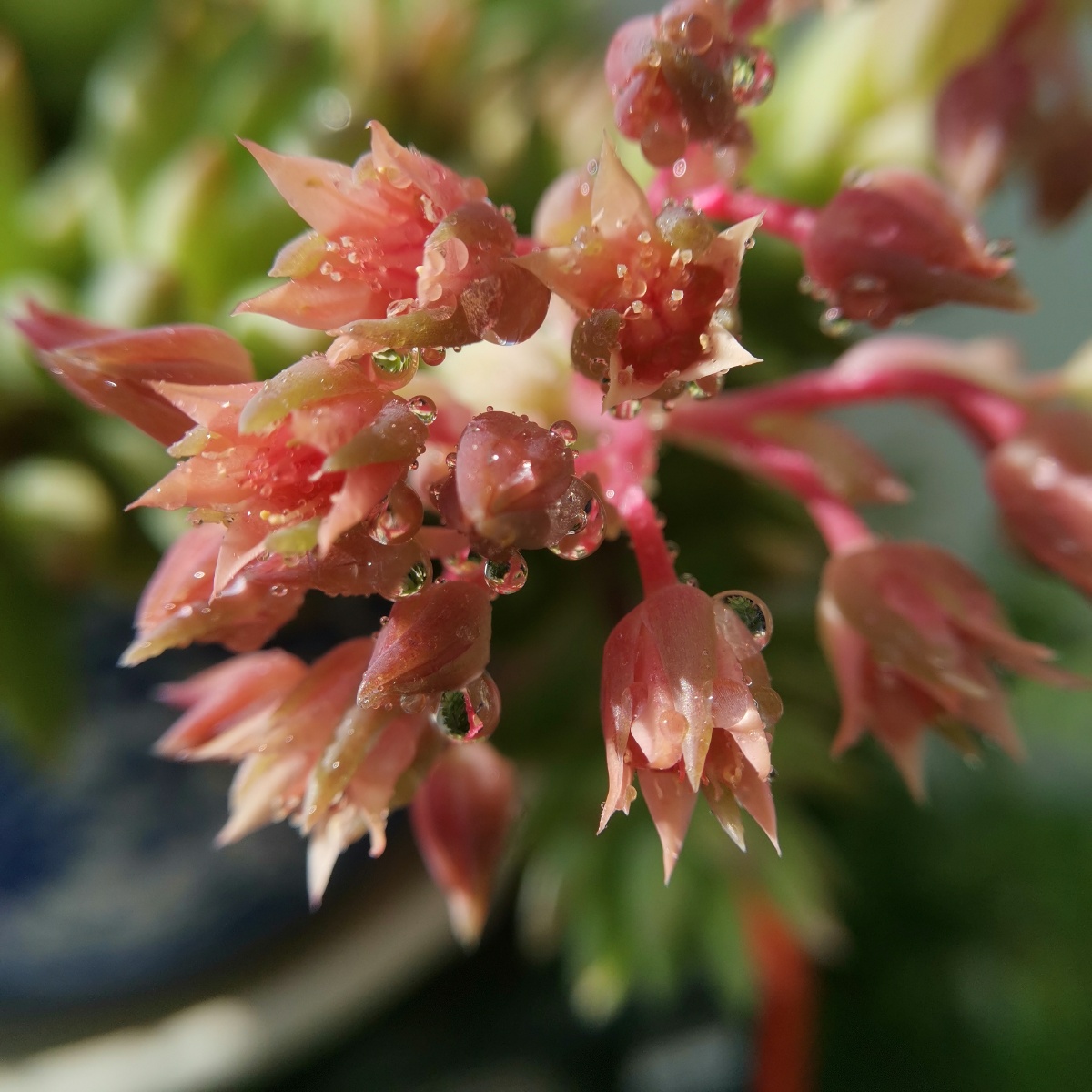 千佛手开花了,花期特长.