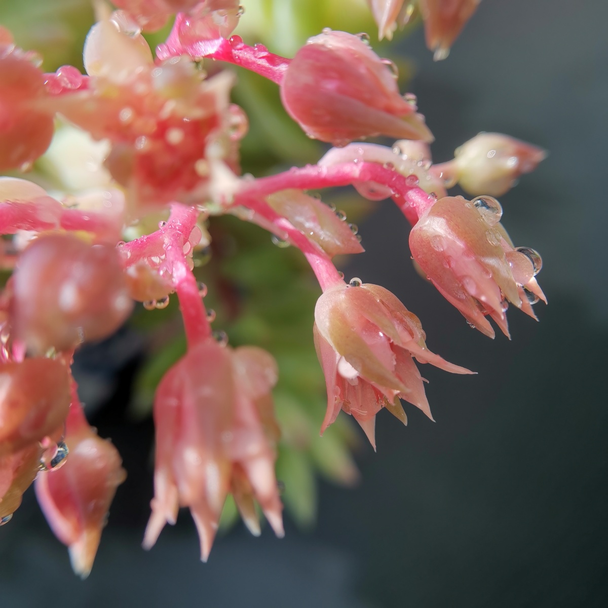 千佛手开花了,花期特长.