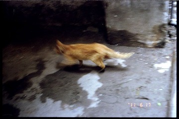 跑步の猫