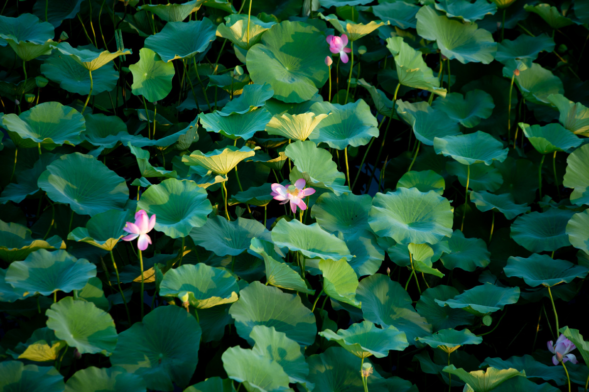 荷花 碧莲 太原