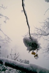 SDIM0636