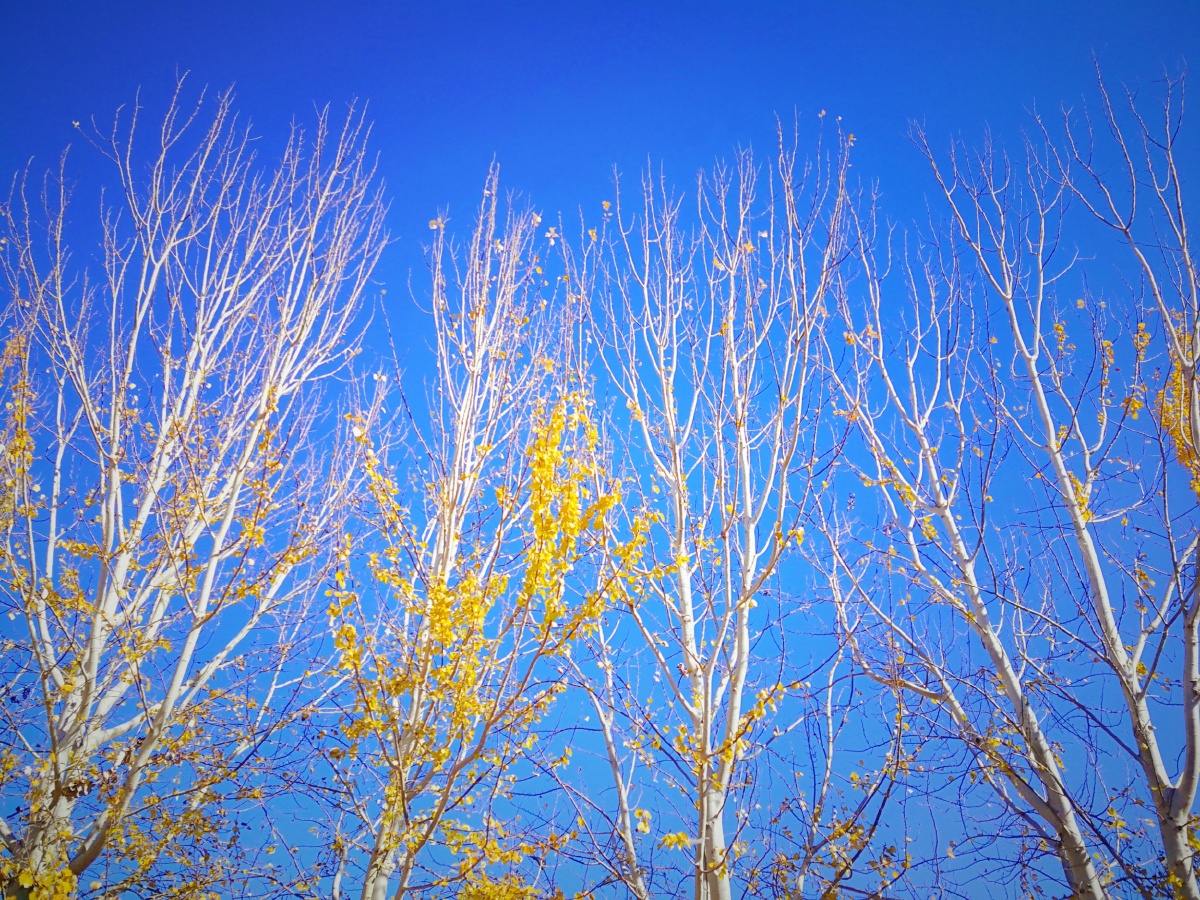 立冬的第二天,中午和同事溜达,看到路边白杨树树叶所剩无几