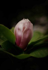 50 1.4 试拍59.jpg
